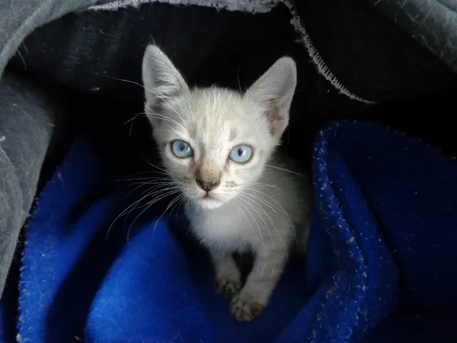 Gato ra a SRD idade 2 a 6 meses nome George