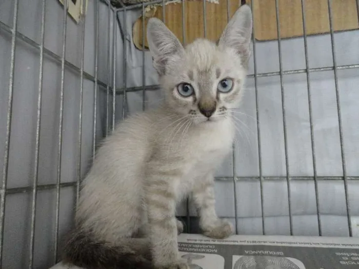 Gato ra a SRD idade 2 a 6 meses nome George