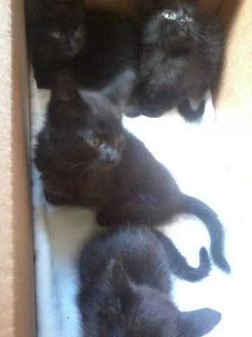 Gato raça  idade Abaixo de 2 meses nome Não possui