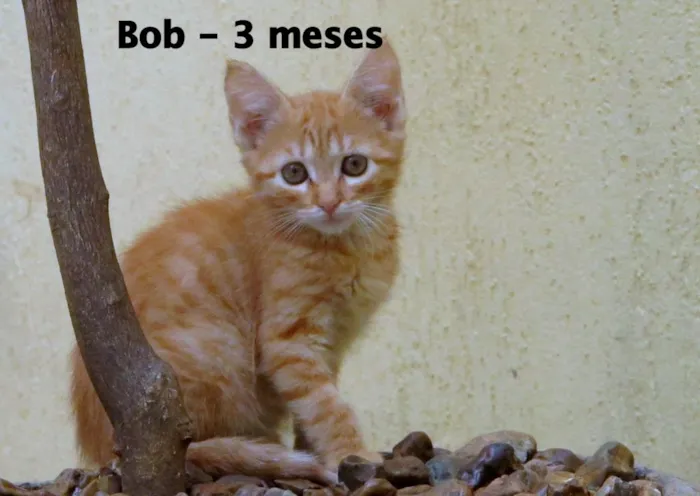 Gato ra a SRD idade 2 a 6 meses nome Bob