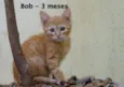 Bob