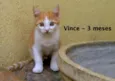 Vince