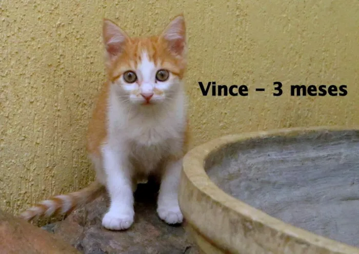 Gato ra a SRD idade 2 a 6 meses nome Vince