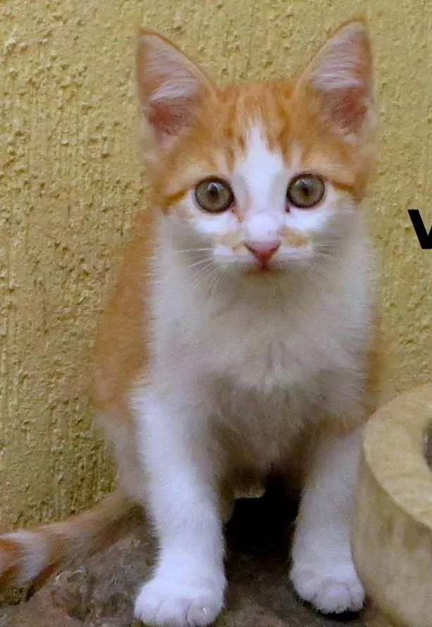 Gato ra a SRD idade 2 a 6 meses nome Vince
