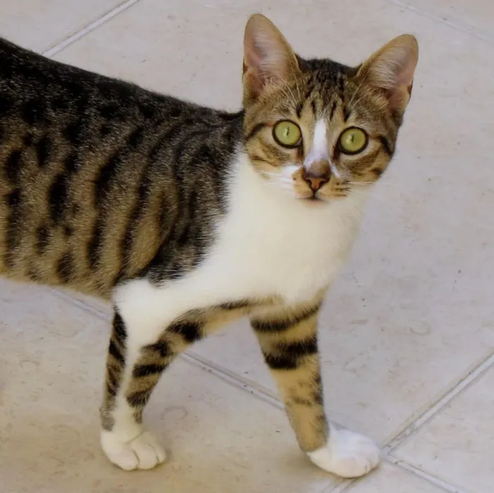 Gato ra a SRD idade 2 a 6 meses nome João