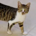 João