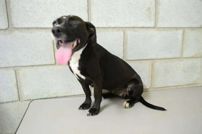 Cachorro ra a SRD idade 1 ano nome Angelina, um verdad