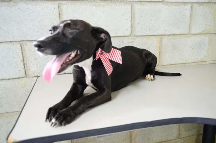 Cachorro ra a SRD idade 1 ano nome Angelina, um verdad