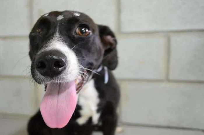 Cachorro ra a SRD idade 1 ano nome Angelina, um verdad
