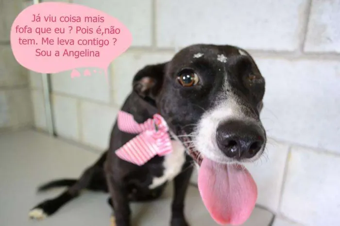 Cachorro ra a SRD idade 1 ano nome Angelina, um verdad