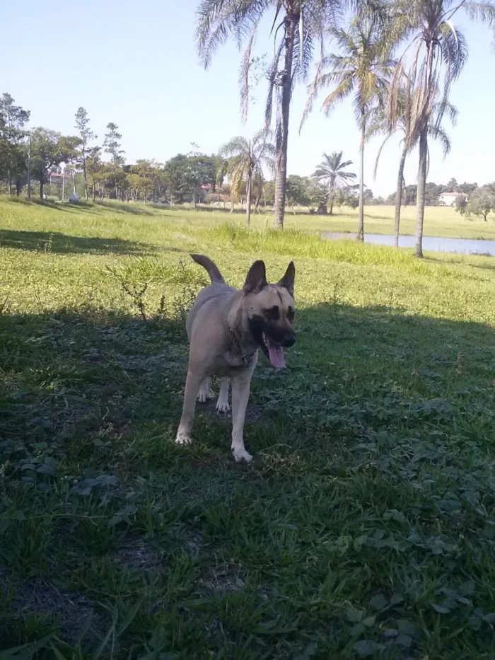 Cachorro ra a mestiça idade 2 anos nome Babi