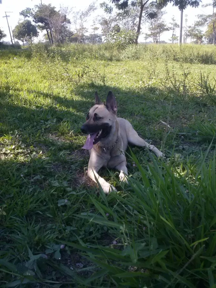 Cachorro ra a mestiça idade 2 anos nome Babi