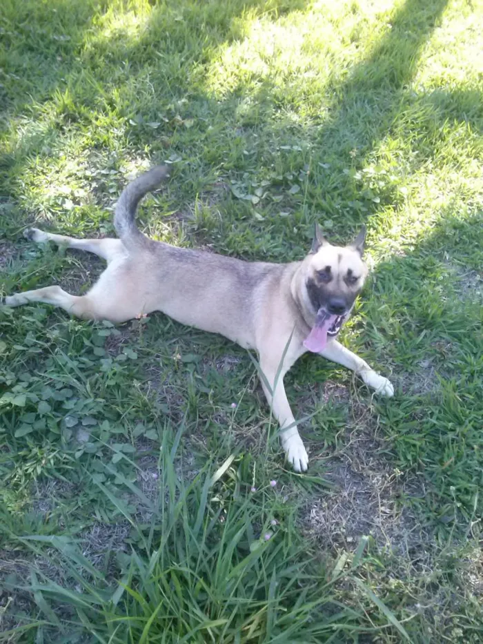 Cachorro ra a mestiça idade 2 anos nome Babi