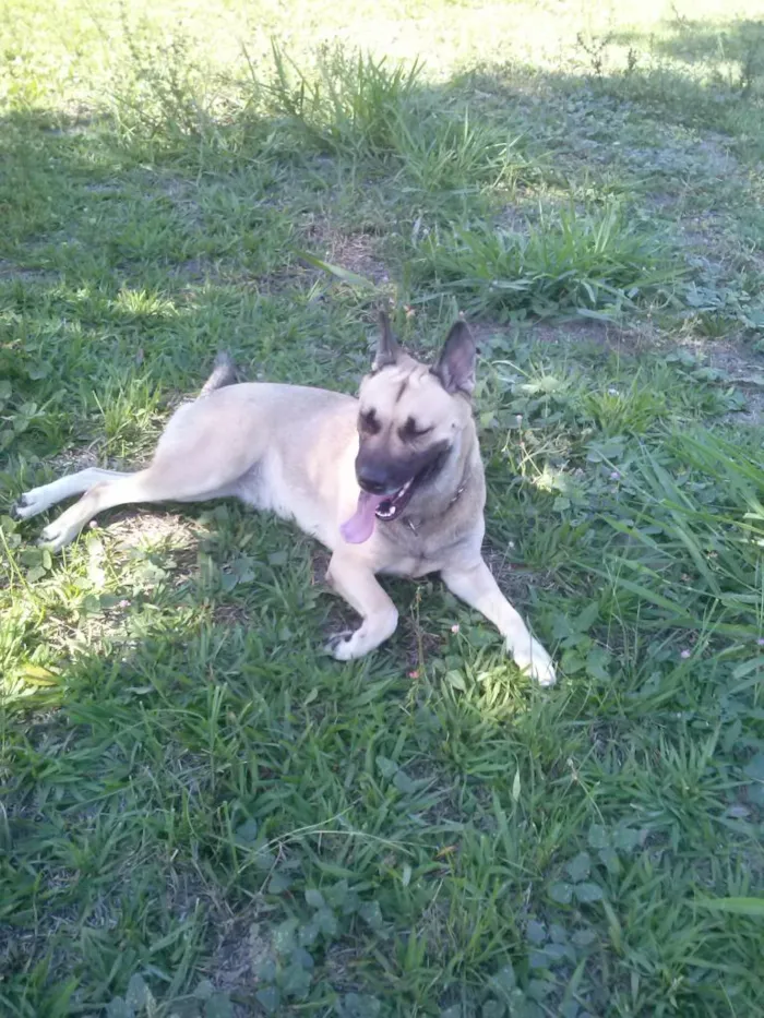 Cachorro ra a mestiça idade 2 anos nome Babi