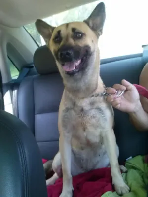 Cachorro raça mestiça idade 2 anos nome Babi