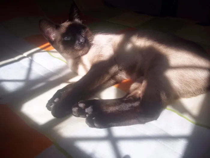 Gato ra a Siamês idade 1 ano nome Mel