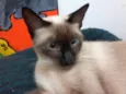 Mel
