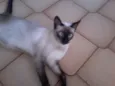 Mel