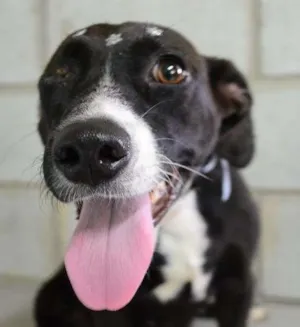 Cachorro raça SRD idade 1 ano nome Angelina, um verdad