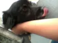 pablito