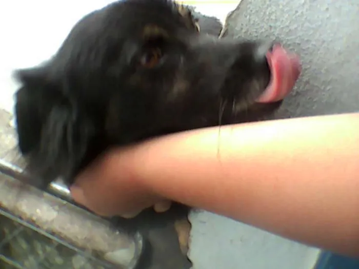 Cachorro ra a SRD idade 5 anos nome pablito