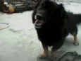 pablito
