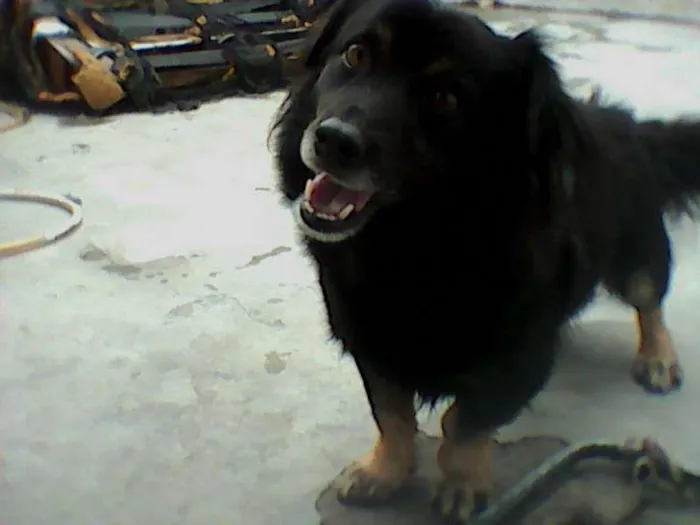 Cachorro ra a SRD idade 5 anos nome pablito