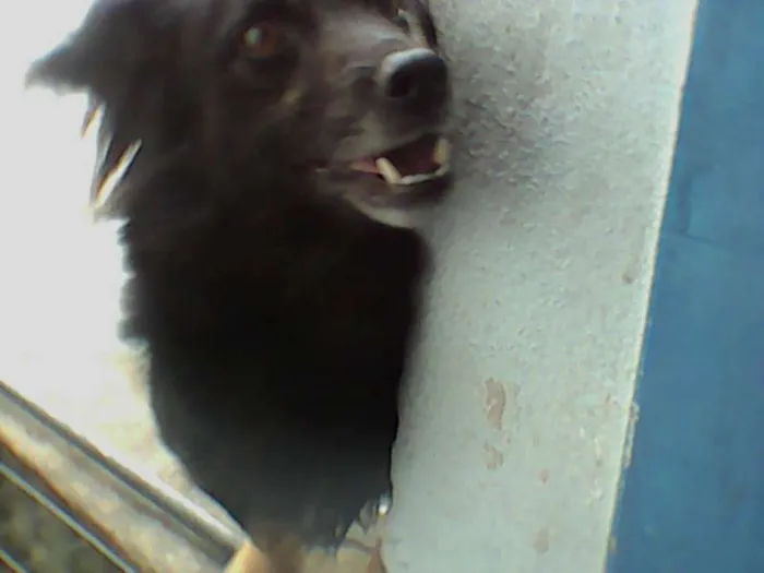 Cachorro ra a SRD idade 5 anos nome pablito