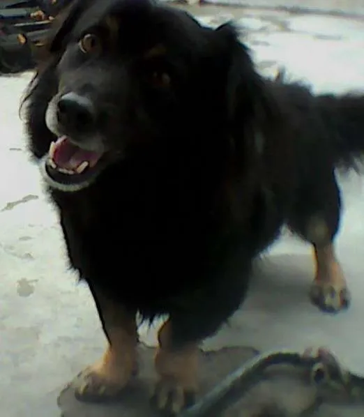 Cachorro ra a SRD idade 5 anos nome pablito