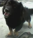 pablito