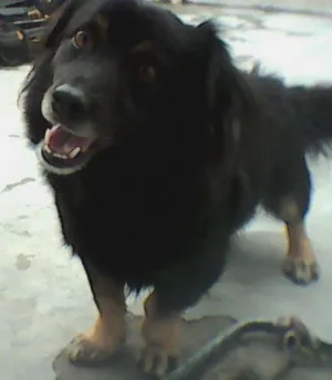 Cachorro raça SRD idade 5 anos nome pablito