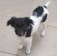Molly