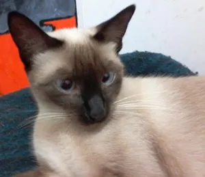 Gato raça Siamês idade 1 ano nome Mel
