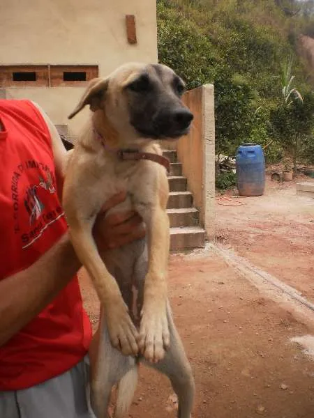 Cachorro raça SRD idade  nome Cadelinha