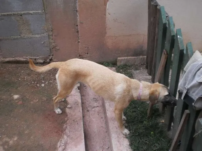Cachorro raça SRD idade  nome Cadelinha