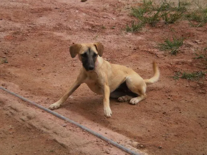 Cachorro raça SRD idade  nome Cadelinha