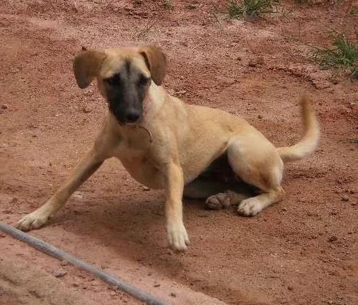Cachorro raça SRD idade  nome Cadelinha