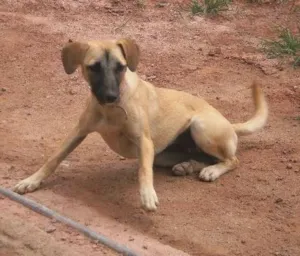 Cachorro raça SRD idade  nome Cadelinha