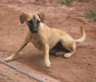 Cachorro raça SRD idade  nome Cadelinha