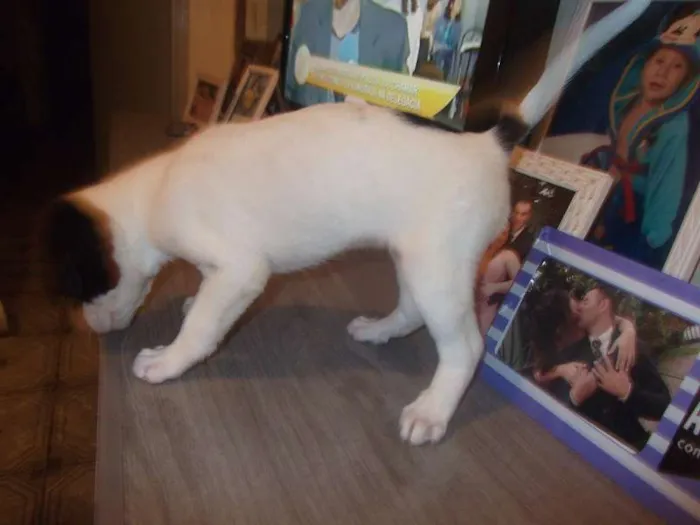 Cachorro ra a  idade Abaixo de 2 meses nome NiNA