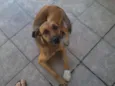 Cachorro raça SRD idade 1 ano nome magrela
