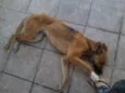 Cachorro raça SRD idade 1 ano nome magrela