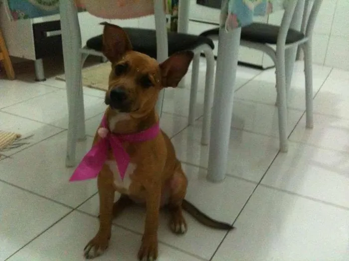 Cachorro ra a SRD idade 2 a 6 meses nome Não sei