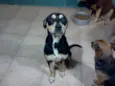 fuzil