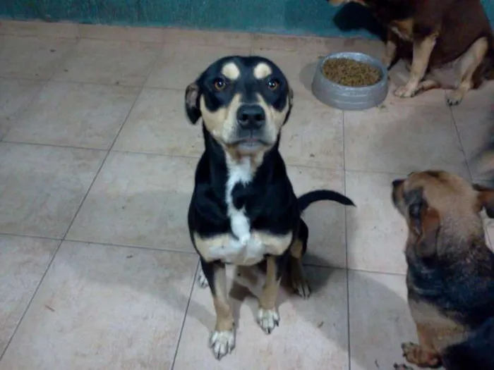 Cachorro ra a vira lata idade 2 anos nome fuzil