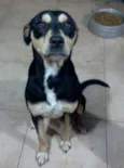 fuzil