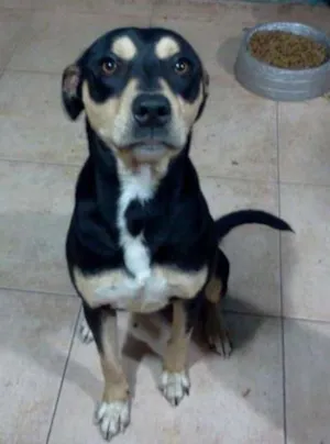 Cachorro raça vira lata idade 2 anos nome fuzil