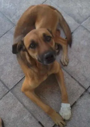 Cachorro raça SRD idade 1 ano nome magrela