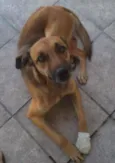 Cachorro raça SRD idade 1 ano nome magrela