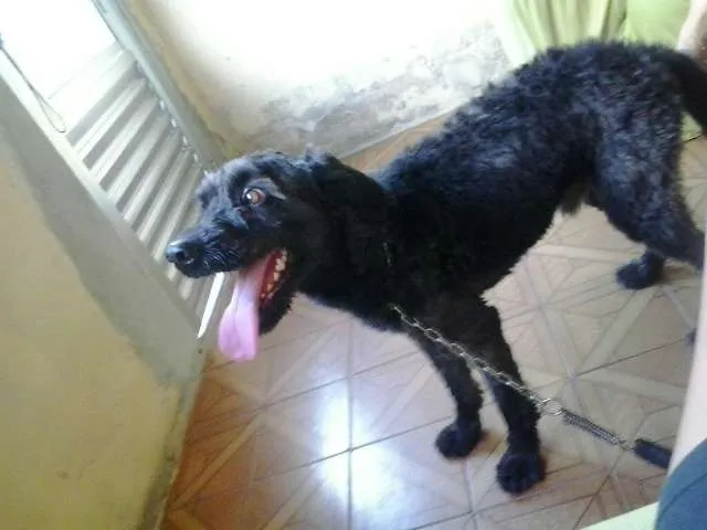 Cachorro ra a SRD idade 5 anos nome Jake